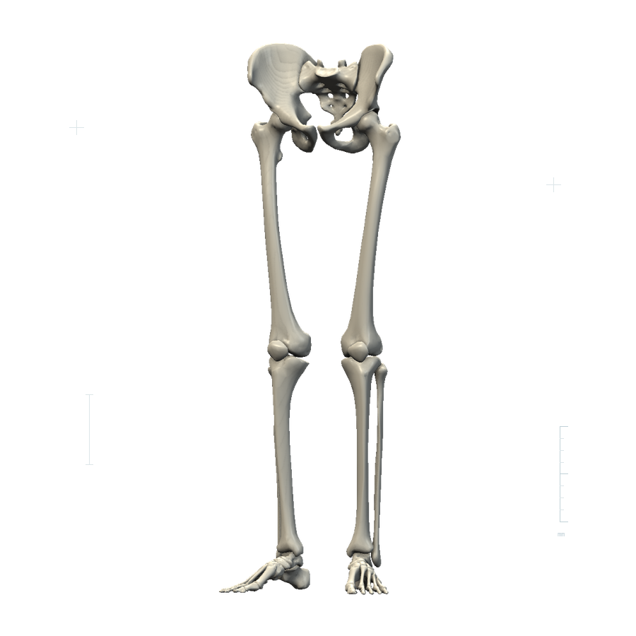 Lower limbs